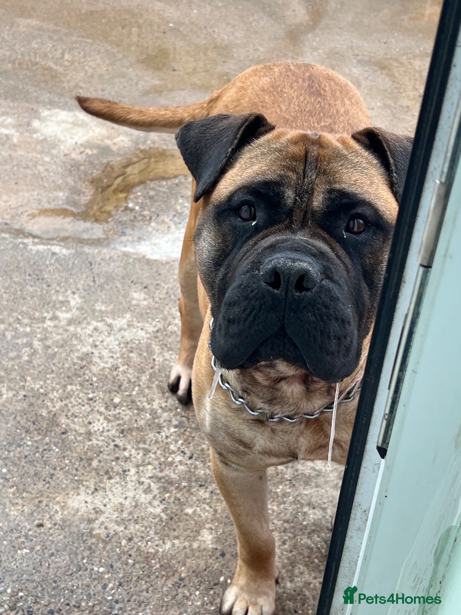 Bullmastiff dogs Gentle Girl - Advert 3