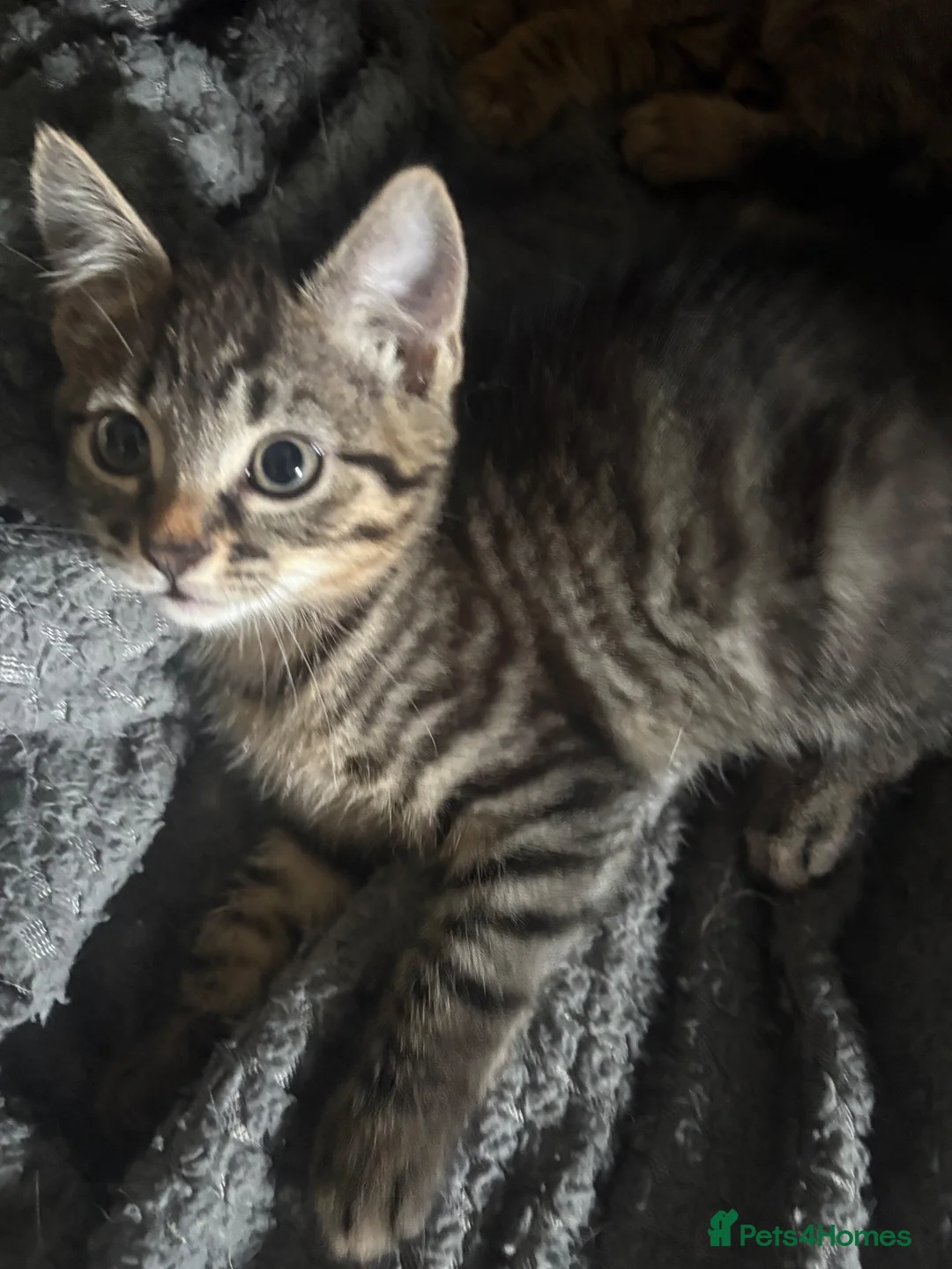 Mixed Breed cats for sale: Beautiful fluffy tabby kittens  in Wallasey - Advert 2