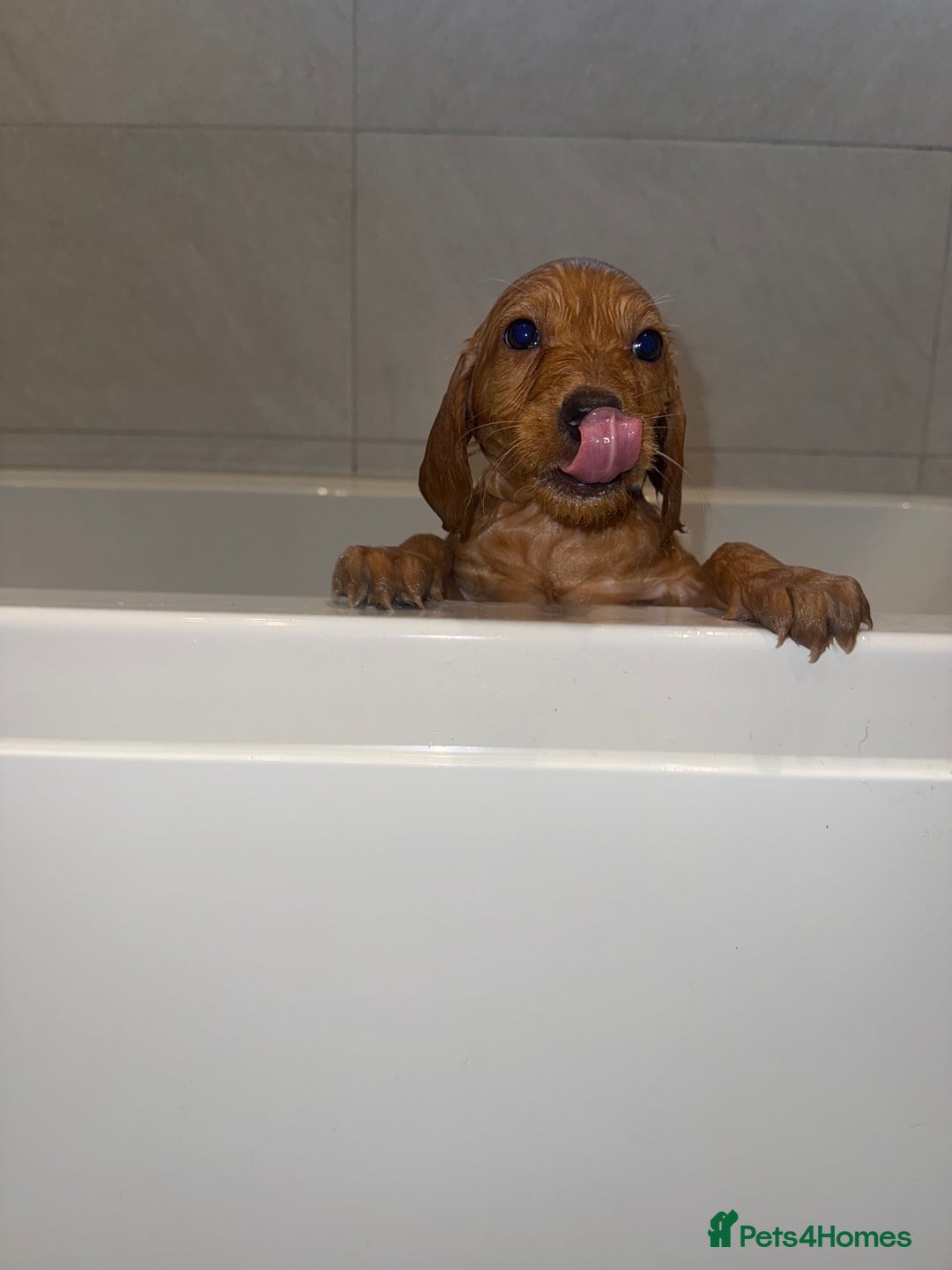 Labradoodle dogs for sale: Gorgeous Labradoodle pup  - Advert 4