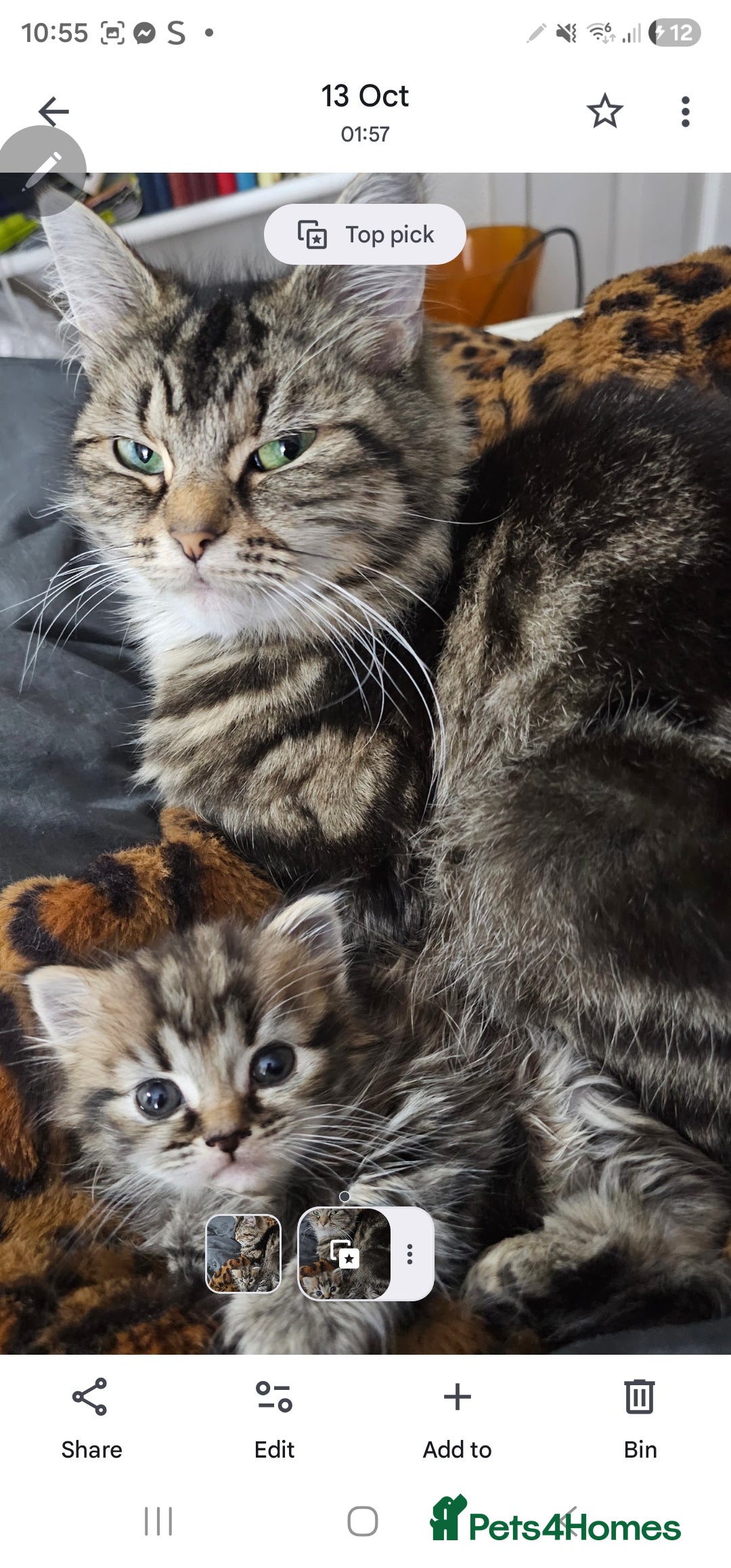 Mixed Breed cats for sale: Sebastian  - Advert 3