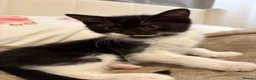 Mixed Breed cats for sale: Black and White Fluffy Male Kitten - Advert 4