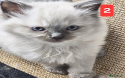 Ragdoll cats for sale: Three Adorable Blue Point Ragdoll Kittens - Image 1
