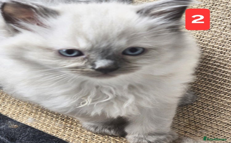 Ragdoll cats - Advert 5