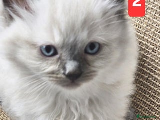 Ragdoll cats - Advert 2