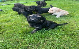 Cockapoo dogs for sale: Cockapoo Hypoallergenic F2B Pups - Full jabs - Image 4