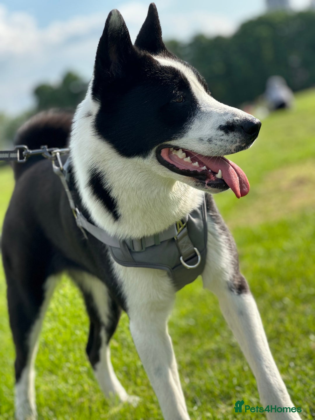 Mixed Breed dogs for sale: Lilli - Advert 3