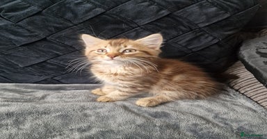 Maine Coon cats - Advert 7