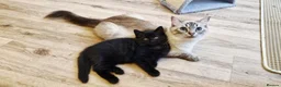 Mixed Breed cats for sale: Ragdoll mix kittens, ready to leave now  - Advert 18