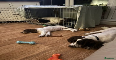 English Springer Spaniel dogs - Advert 15
