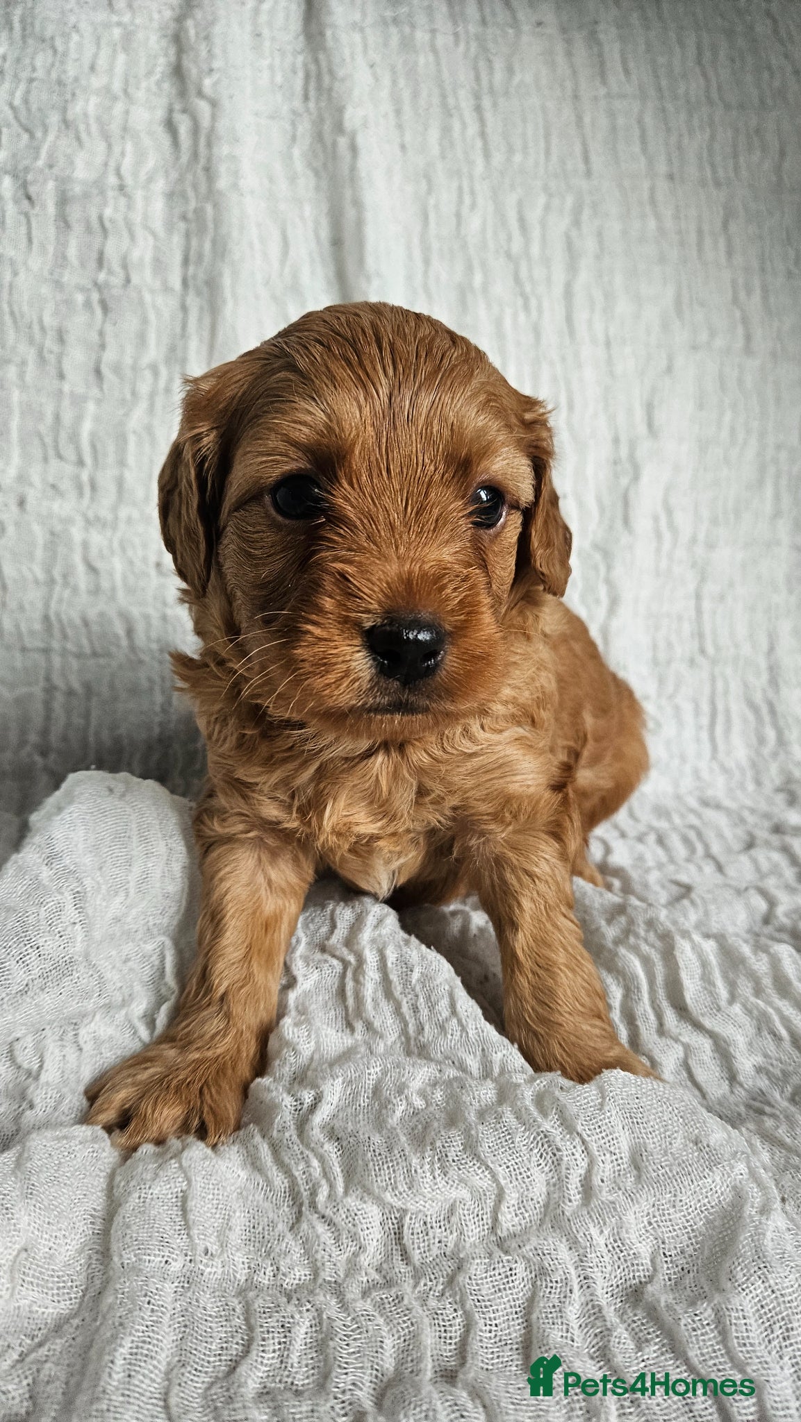 Mini Goldendoodle dogs for sale: 🐾✨ Beautiful Toy Goldendoodle Puppies  ✨🐾 - Advert 25