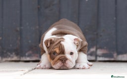 English Bulldog dogs for sale: Stunning English Bulldog Puppies in Wakefield - Image 9