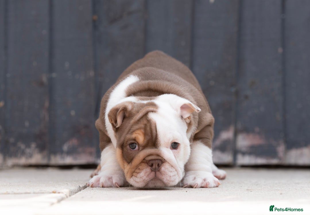 English Bulldog dogs for sale: Stunning English Bulldog Puppies in Wakefield - Image 9