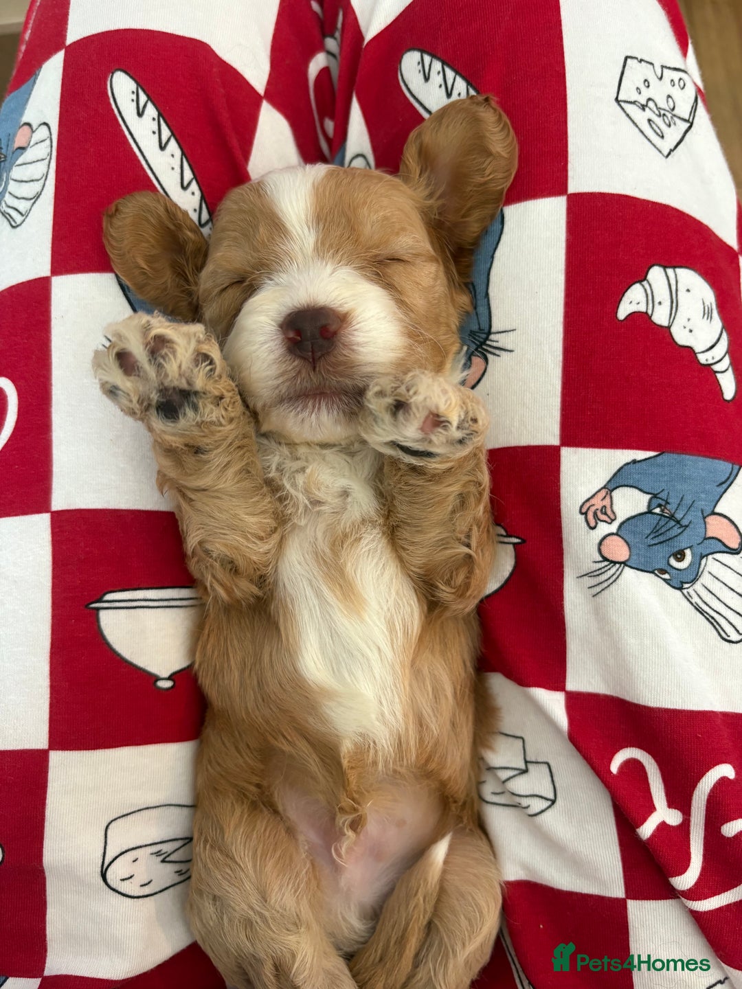 Mixed Breed dogs for sale: Cockapoos - Advert 12