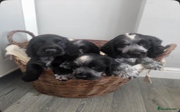 Cocker Spaniel dogs for sale: Cocker Spaniel Puppies  - Image 1
