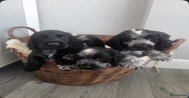 Cocker Spaniel dogs - Advert 1