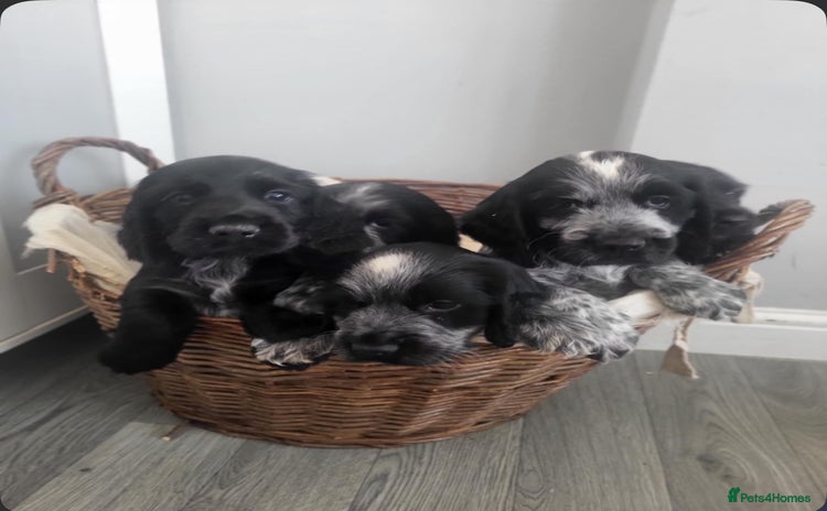 Cocker Spaniel dogs - Advert 3