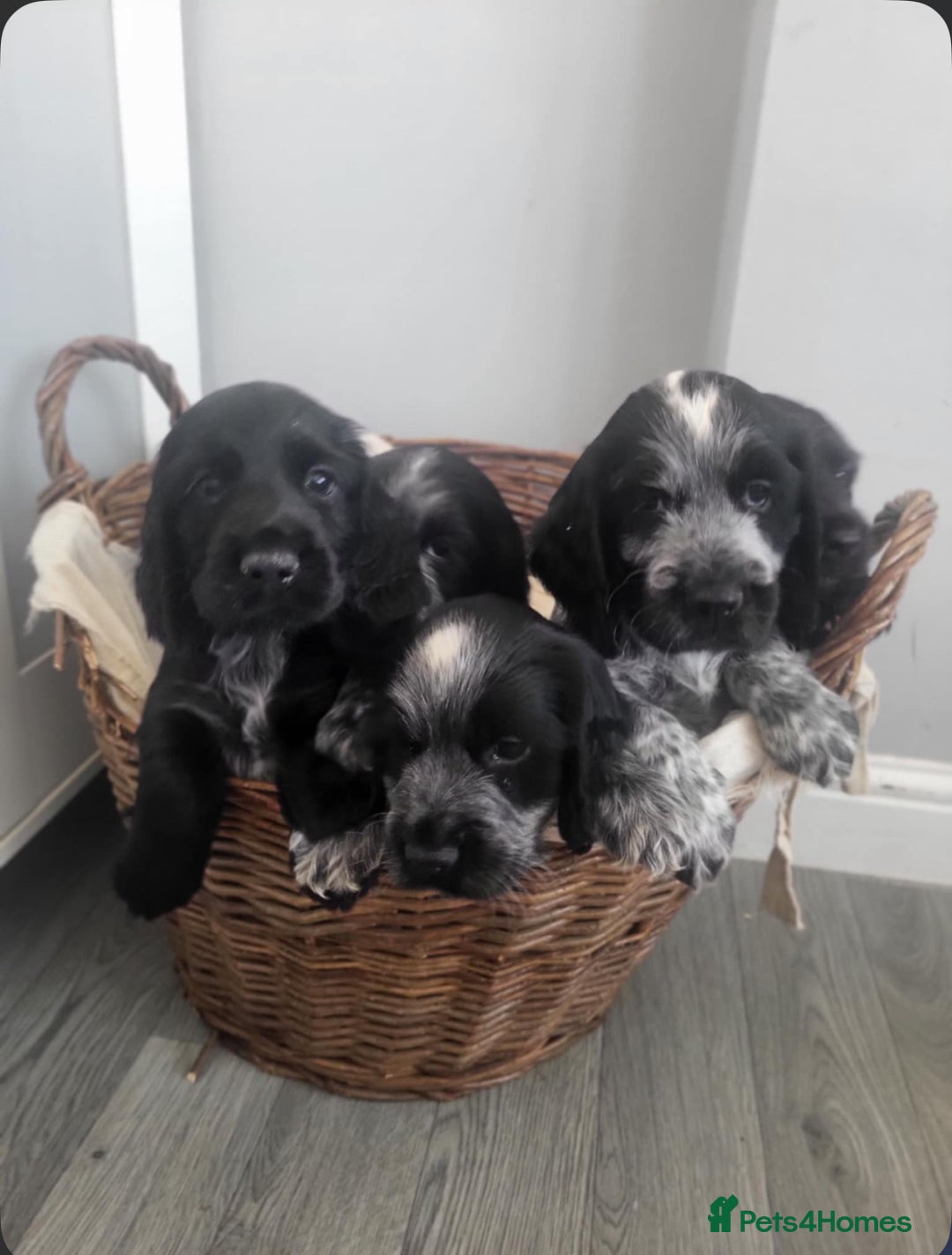 Cocker Spaniel dogs for sale: Cocker Spaniel Puppies  - Image 1