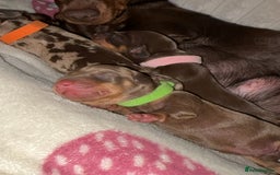 Miniature Dachshund dogs for sale: Miniature dachshund pups for sale 2 boys 1 girl  - Image 36