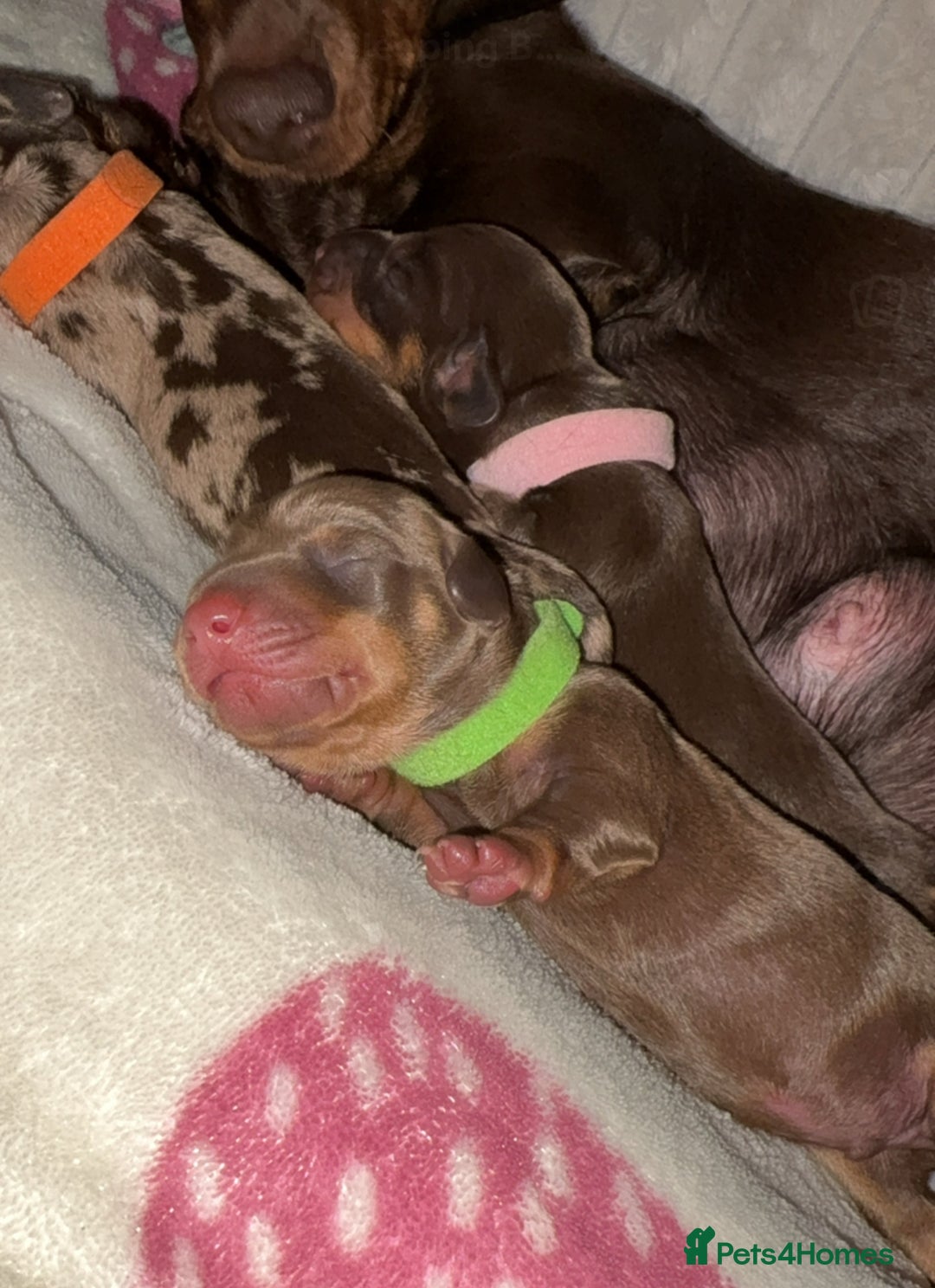 Miniature Dachshund dogs for sale: Miniature dachshund pups for sale 2 boys 1 girl  - Image 36