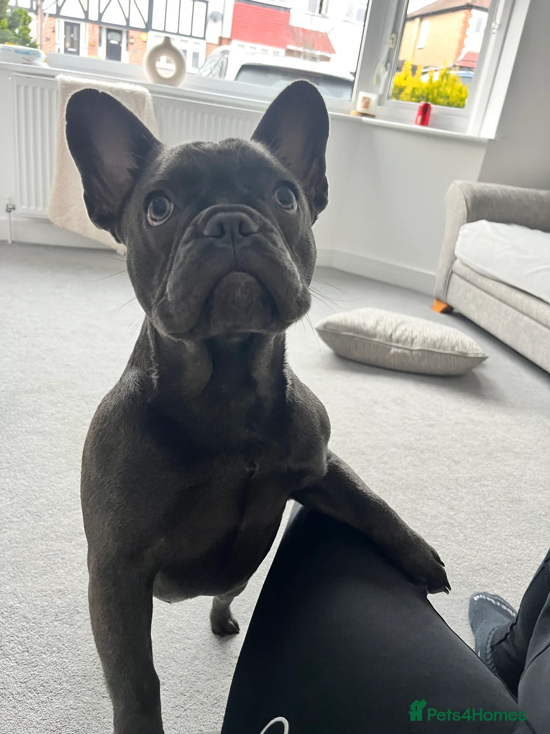 French Bulldog dogs for sale: 6 Month Old Female Blue/Grey French Bulldog - Advert 2