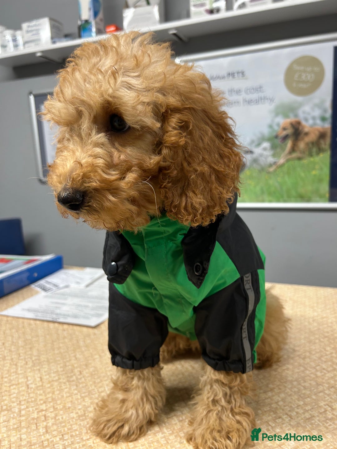 Cavapoo dogs for sale: Cavapoo puppies for sale - Advert 13