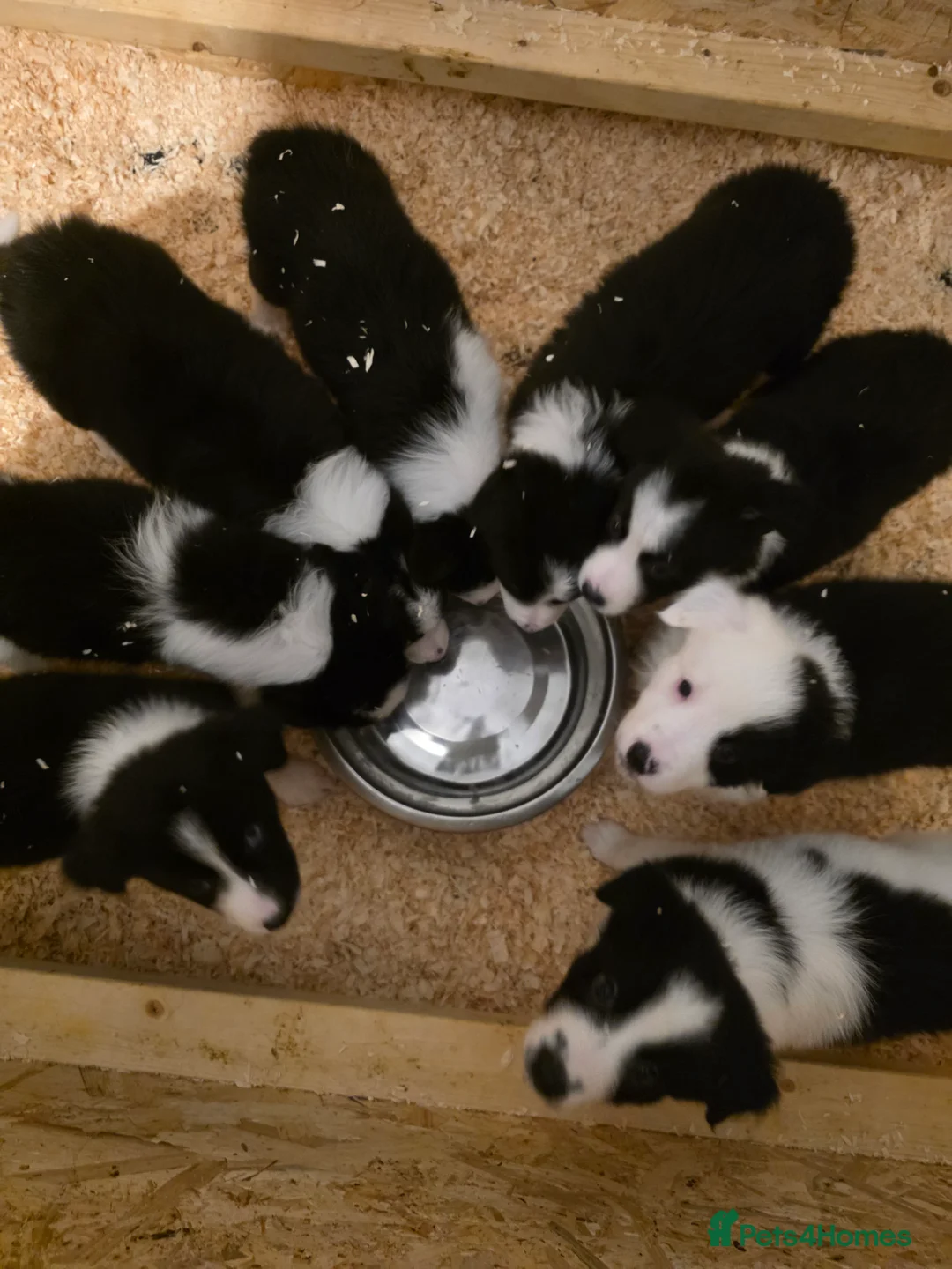 Border Collie dogs for sale: Border collie pups  - Advert 21