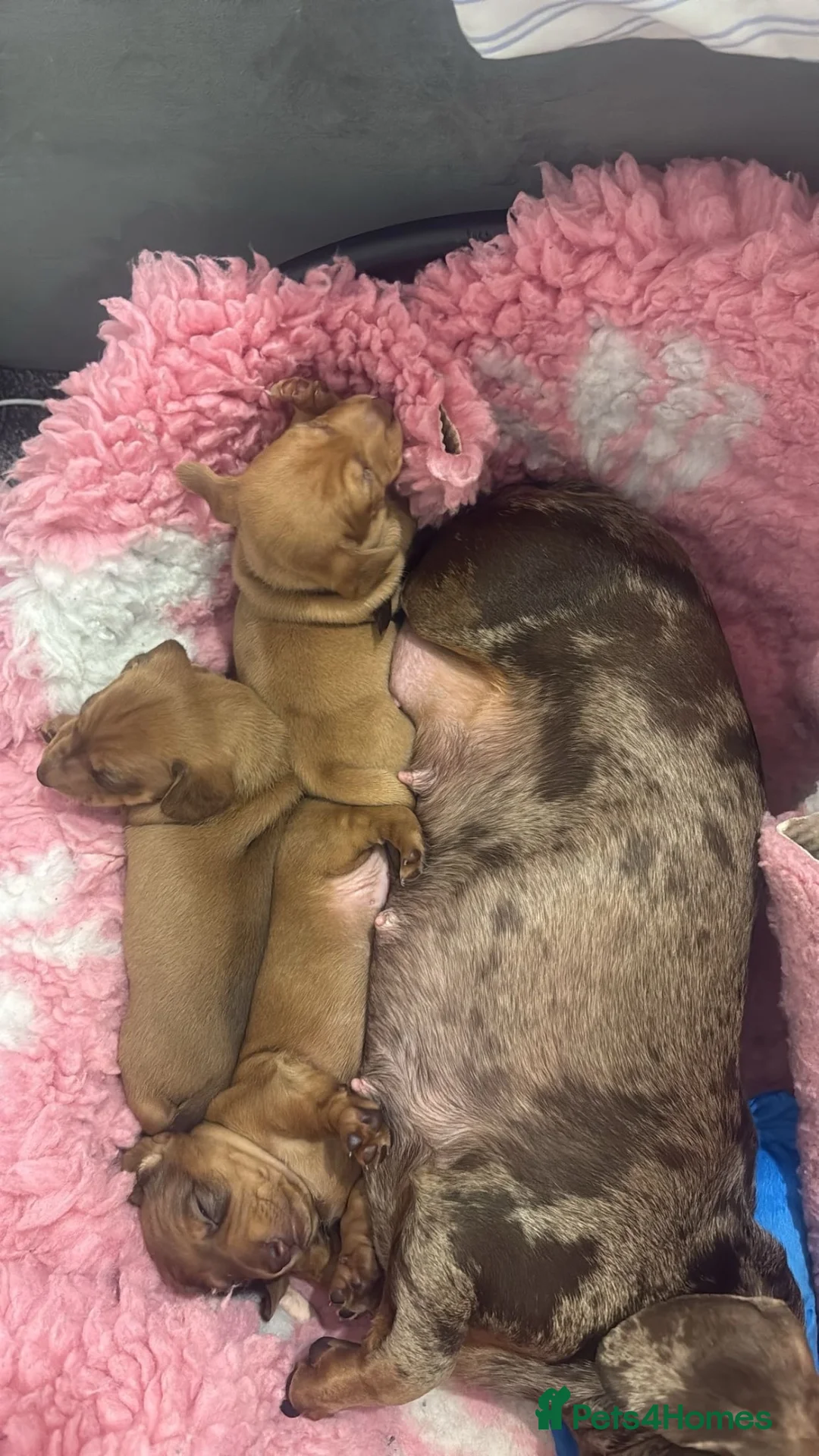 Miniature Dachshund dogs for sale: Beautiful boys 3 availble  - Advert 10