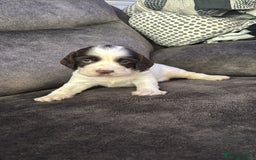 English Springer Spaniel dogs for sale: Beautiful English Springer Spaniel Puppies  - Image 18