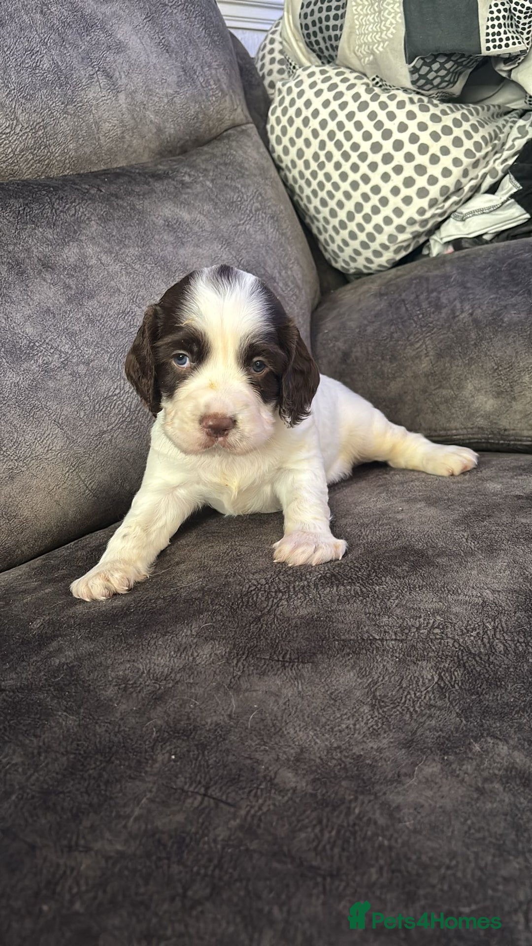 English Springer Spaniel dogs for sale: Beautiful English Springer Spaniel Puppies  - Image 18