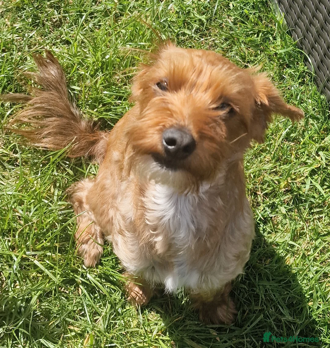 Mixed Breed dogs for sale: Morkiepoo  - Advert 6