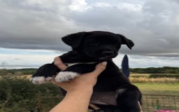 Borador dogs for sale: Beautiful intelligent Borderdors for sale  - Image 14