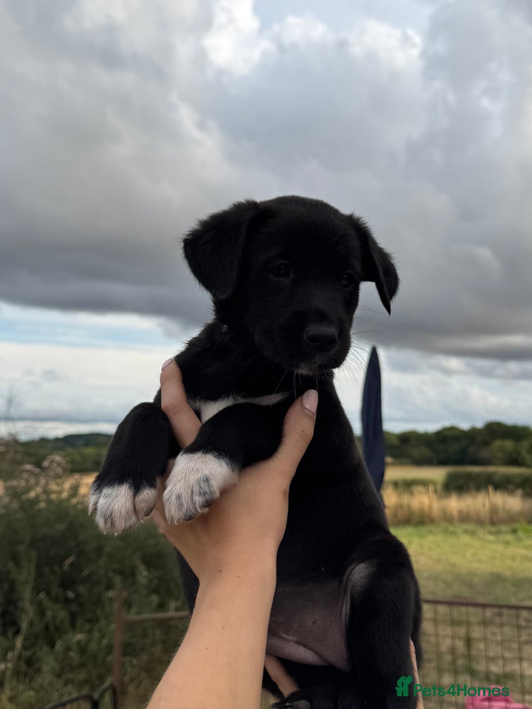Borador dogs for sale: Beautiful intelligent Borderdors for sale  - Image 14