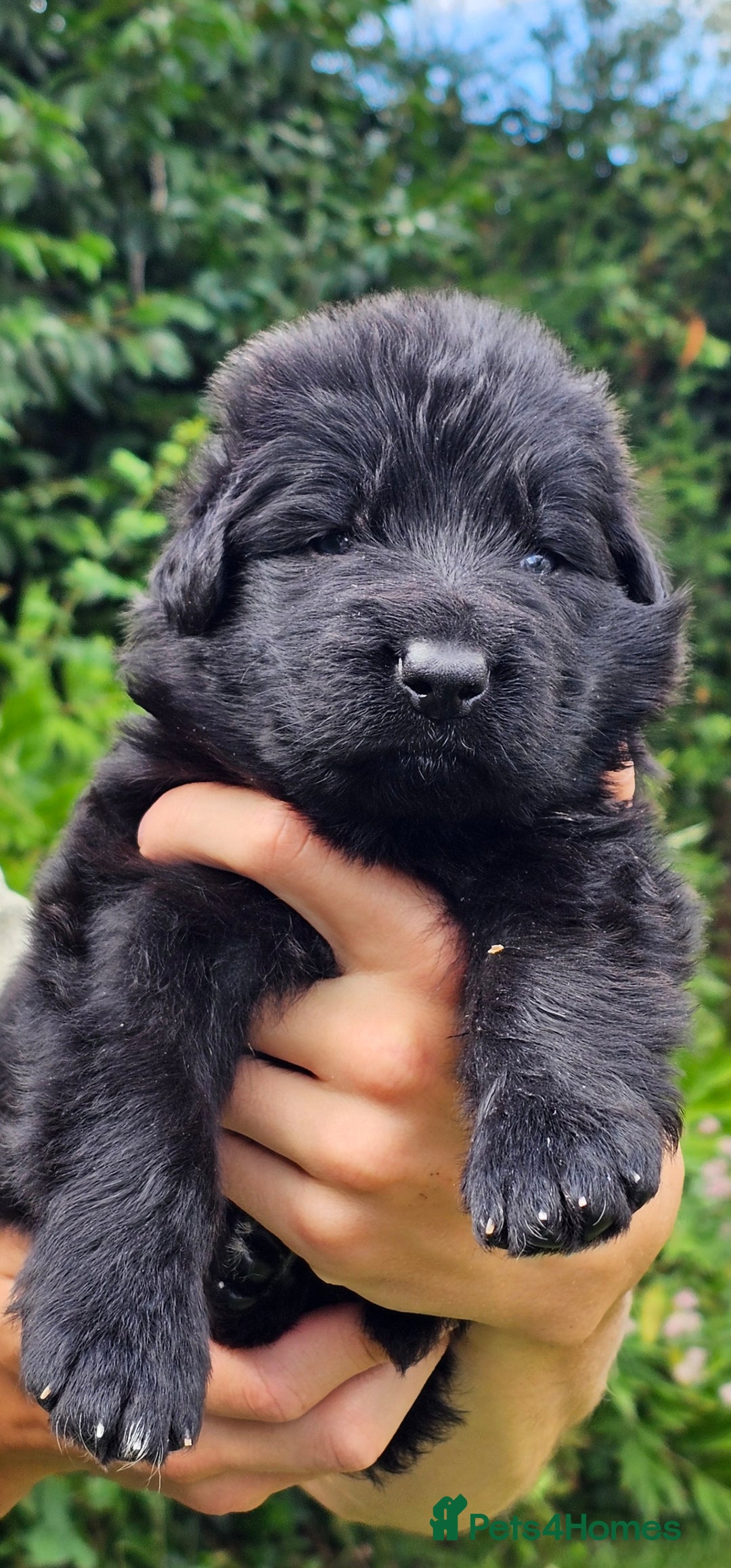German Shepherd dogs for sale: BOTH PARENTS ARE ALL DNA TESTS CLEAR  - Image 12