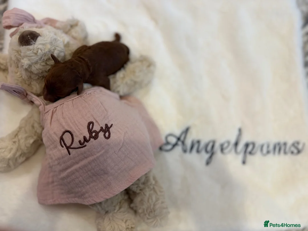 Toy Poodle dogs for sale: Asian x toy poodle  - Advert 10