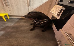 Mixed Breed dogs for sale: A loving and playful soul looking for a new home  - Image 2