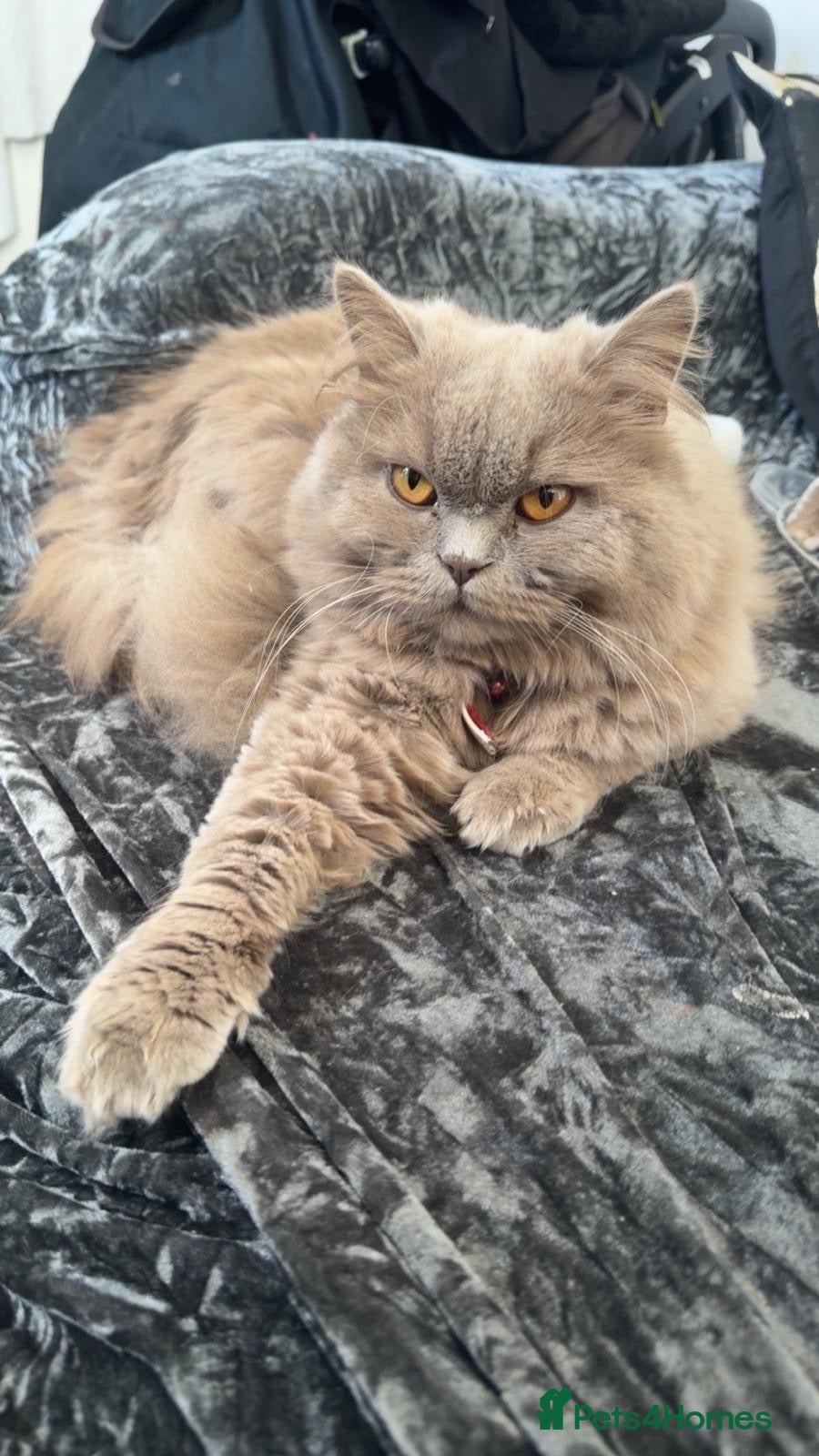 Persian cats Bonded pair, Ragdoll & British shorthair cross - Advert 23