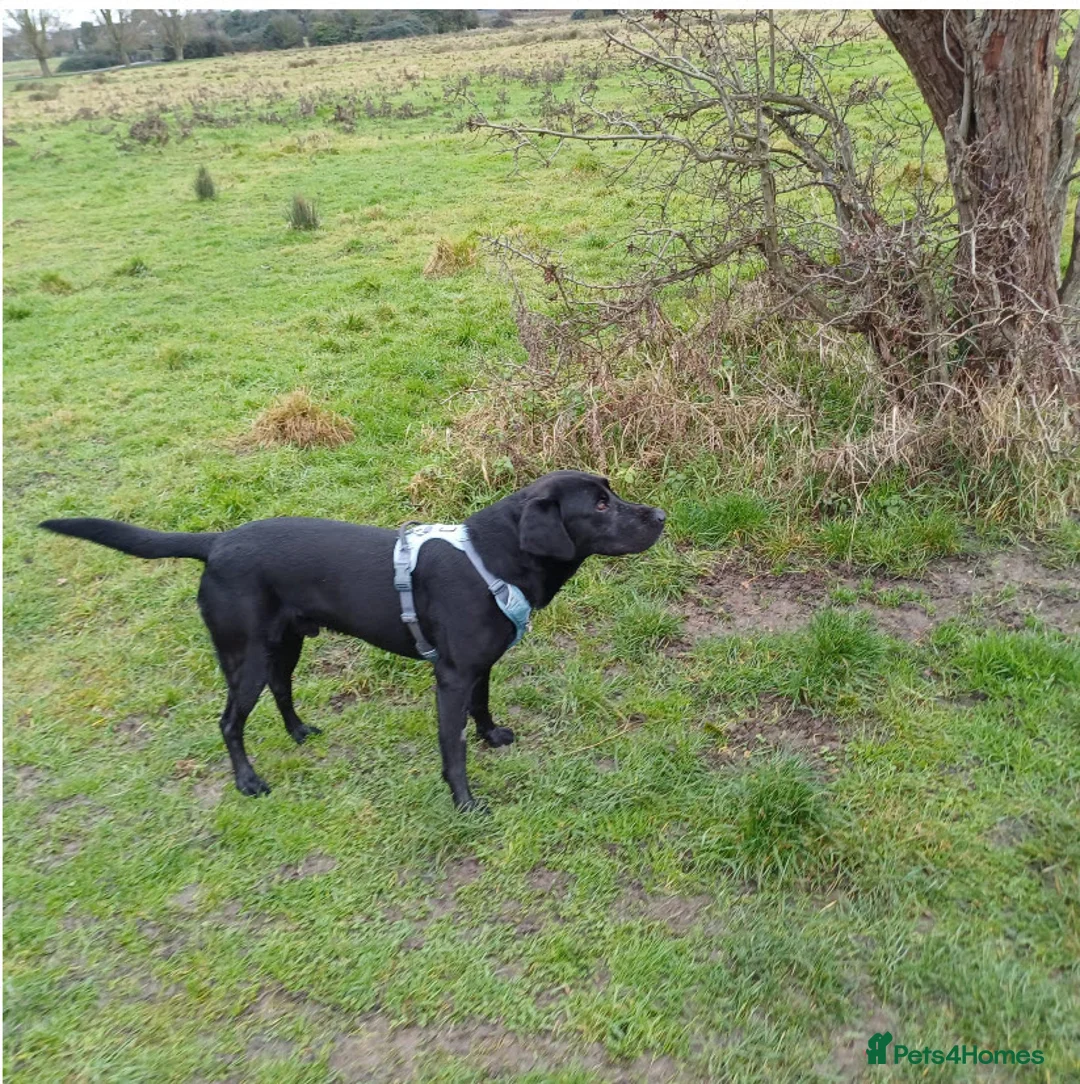 Labrador Retriever dogs for stud: Fully Tested Champion Labrador - Advert 4