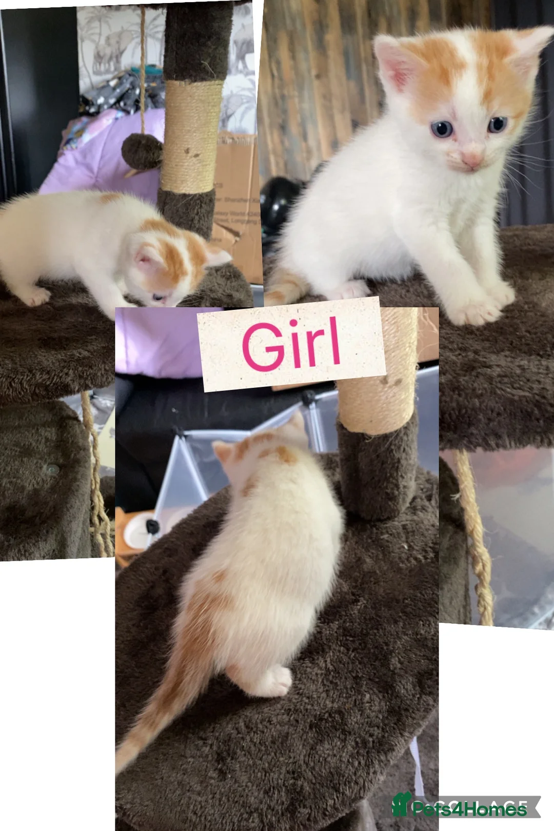 Mixed Breed cats for sale: Beautiful kittens in Blackwood - Advert 2