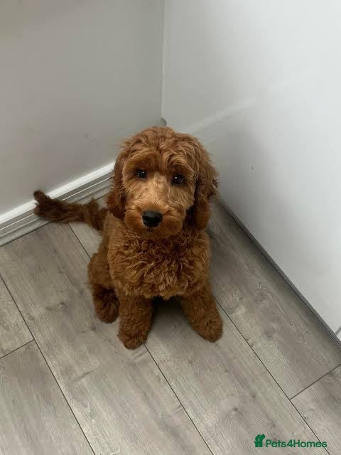 Cockapoo dogs Golden Cockapoo - Advert 1