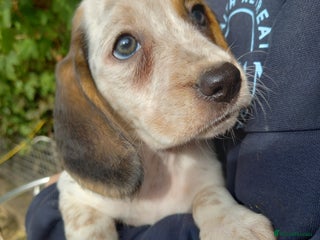 Beagle dogs - Advert 22