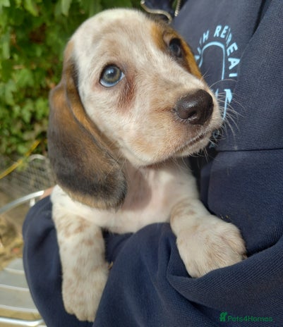 Beagle dogs - Advert 3