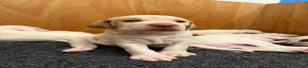 Braque du Bourbonnais Puppy 5