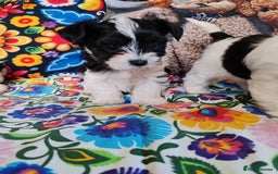 Biewer Terrier dogs for sale: Biewer Tereier Available 2 girls💜  1 Boy💚 - Image 5