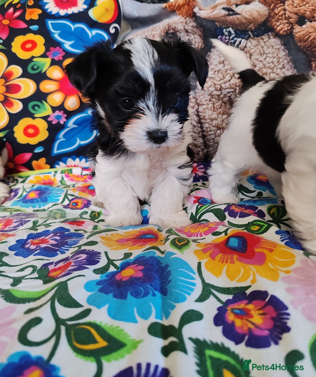Biewer Terrier dogs for sale: Biewer Tereier Available 2 girls💜  1 Boy💚 - Image 5