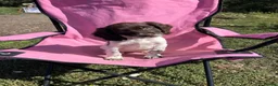 English Springer Spaniel dogs for sale: English springer spaniel pups for sale - Advert 33