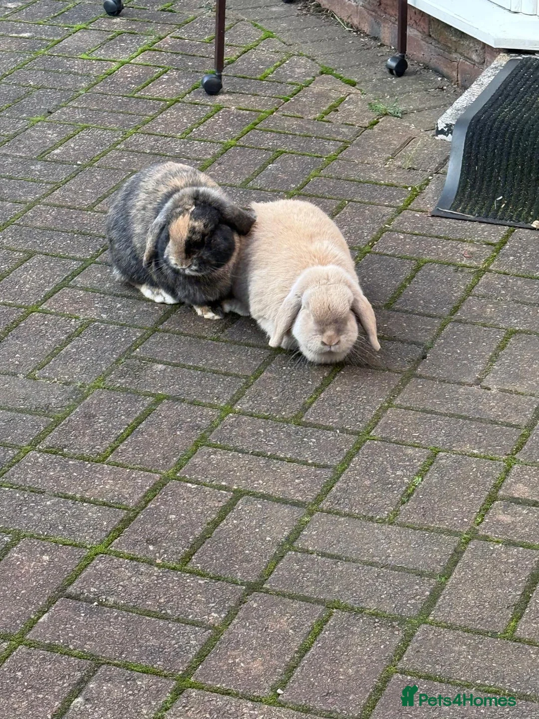 Mini Lop rabbits for sale: Rabbit  - Advert 1