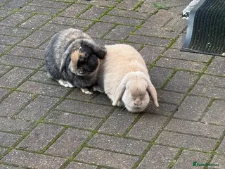 Mini Lop rabbits Rabbit - Advert 1
