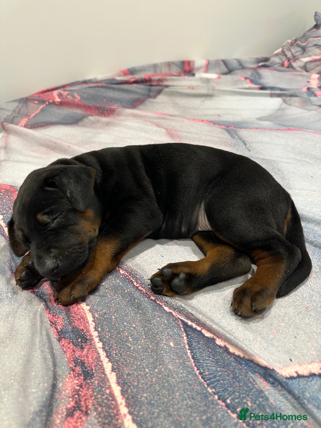 Mixed Breed dogs for sale: Pure breed Chinese red dog puppies/Laizhou Hong - Image 16