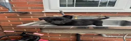 German Shepherd dogs for sale: BLACK TOP QUALITY CZECH GERMAN SHEPHERD PUPPY!! - Advert 14