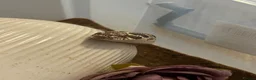 Snake reptiles for sale: REHOME - hognose snake 1 and half years old approx - Advert 6